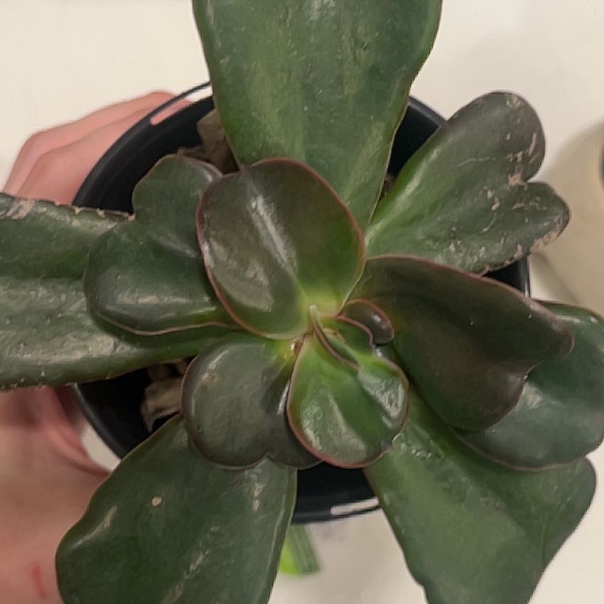 Photo of the plant species Echeveria 'Hortencia' by @GemChards98 named Dolores on Greg, the plant care app