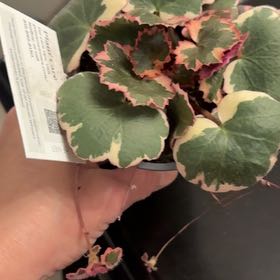 Photo of the plant species Pink Alumroot by @GiddyBlackberry named Hamilton on Greg, the plant care app