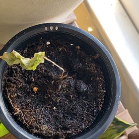 Photo of the plant species Network Prayer Plant by @Pinkmink named da Vinci on Greg, the plant care app