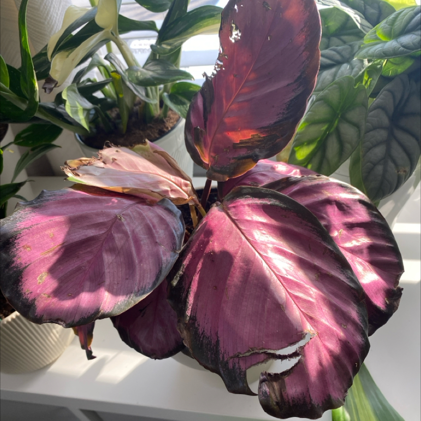 Photo of the plant species Calathea 'Pink Star' by @Pinkmink named Hopeless on Greg, the plant care app