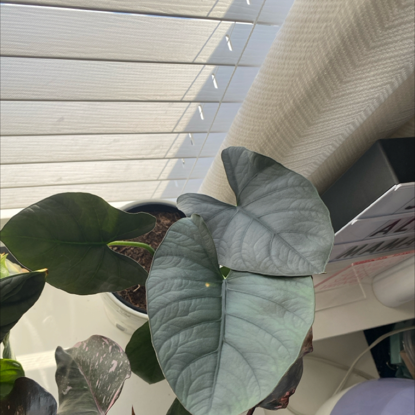 Photo of the plant species Alocasia Reginae Silver by @Pinkmink named Gandalf on Greg, the plant care app