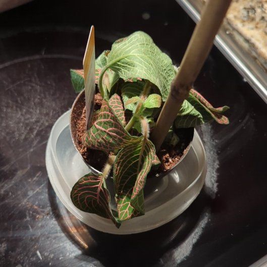 Photo of the plant species Juanita Nerve Plant by @NiceJubaea11 named Bigleef Smalls on Greg, the plant care app
