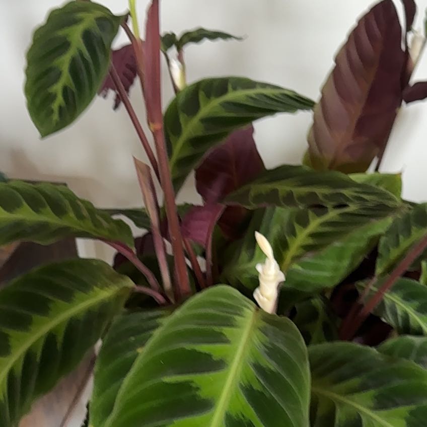 Photo of the plant species Jungle Velvet by @StatuesqueRimu2 named Heady on Greg, the plant care app