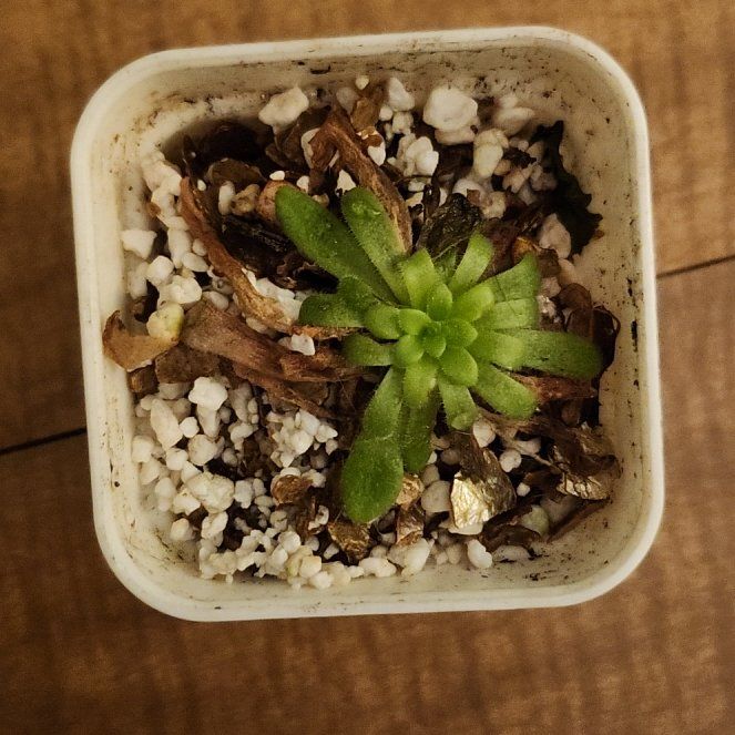Photo of the plant species Pinguicula agnata gypsicola by @SisterFern48 named Butter on Greg, the plant care app