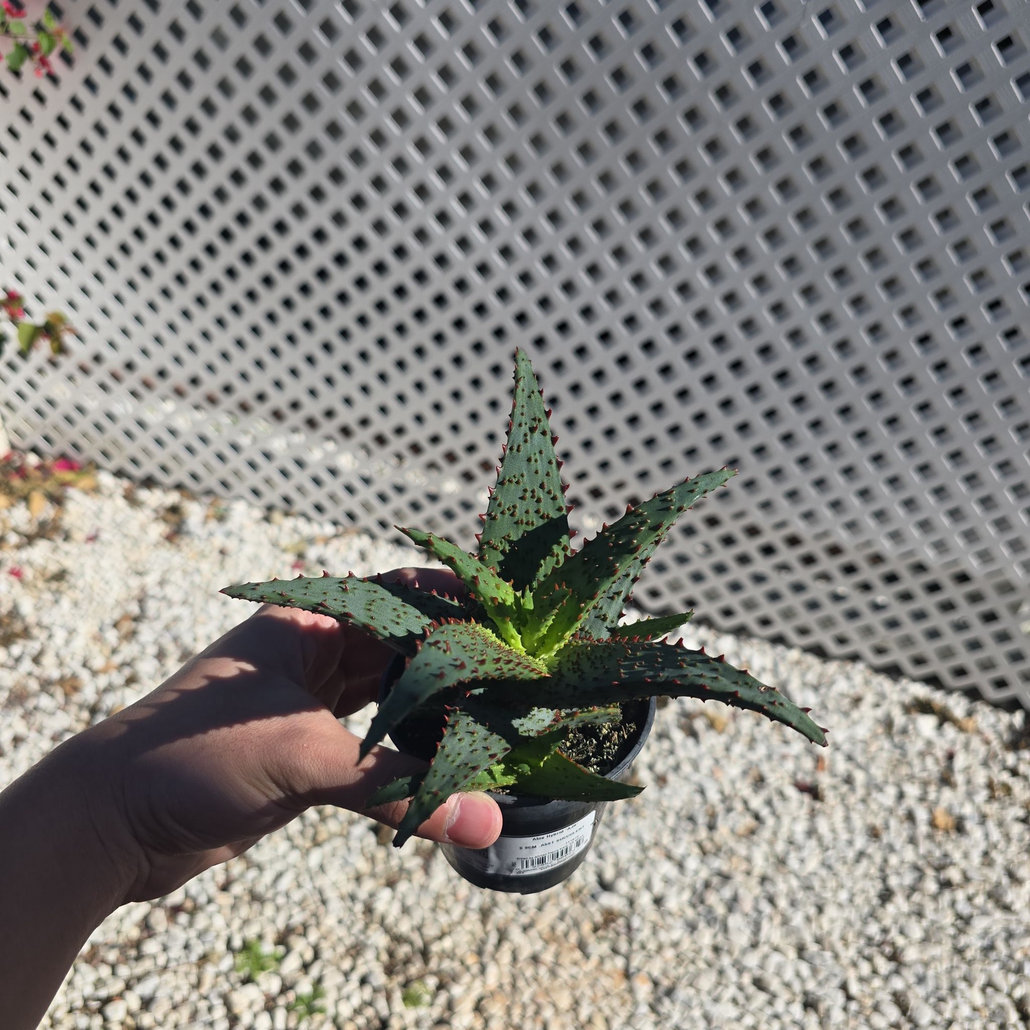 Photo of the plant species Aloe 'AJR' by @PopularAposeris named Grog on Greg, the plant care app
