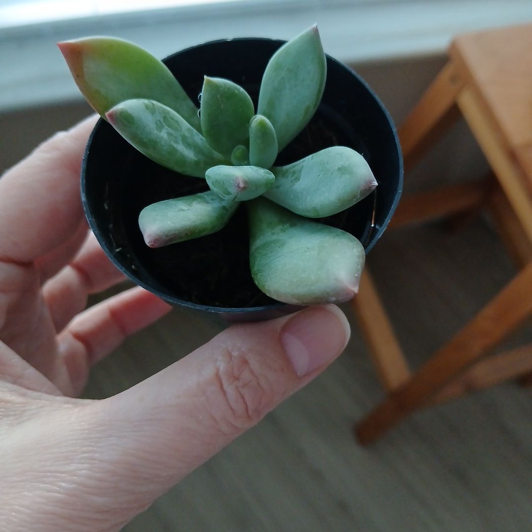 Photo of the plant species Pachyveria 'Royal Flush' by @CaptainHope16 named Chloe on Greg, the plant care app