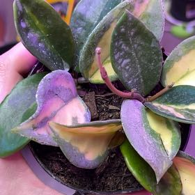 Photo of the plant species Hoya Tricolor by @ChicHollyfern74 named Naomi on Greg, the plant care app