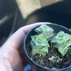 Photo of the plant species Echeveria 'Rico' by @MoneyedJubaea named Huckleberry Fern on Greg, the plant care app