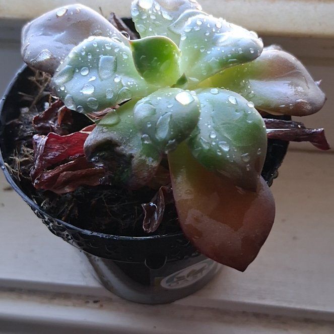 Photo of the plant species Echeveria Jessica by @ProOregano50 named Jess on Greg, the plant care app