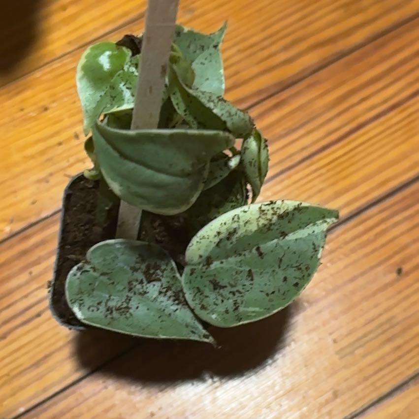 Photo of the plant species Cat Greenbrier by @AdorableFrithia named Delilah on Greg, the plant care app