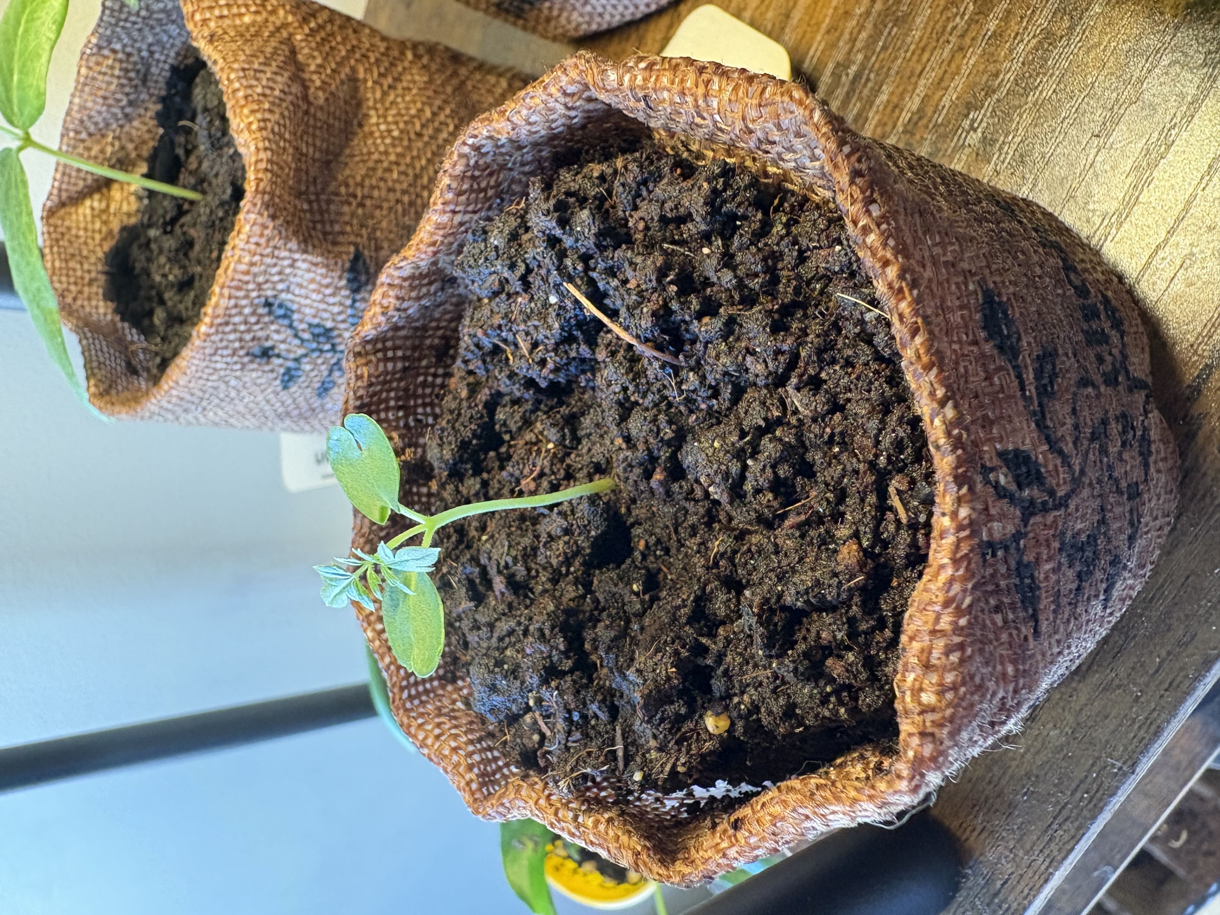 Photo from the post