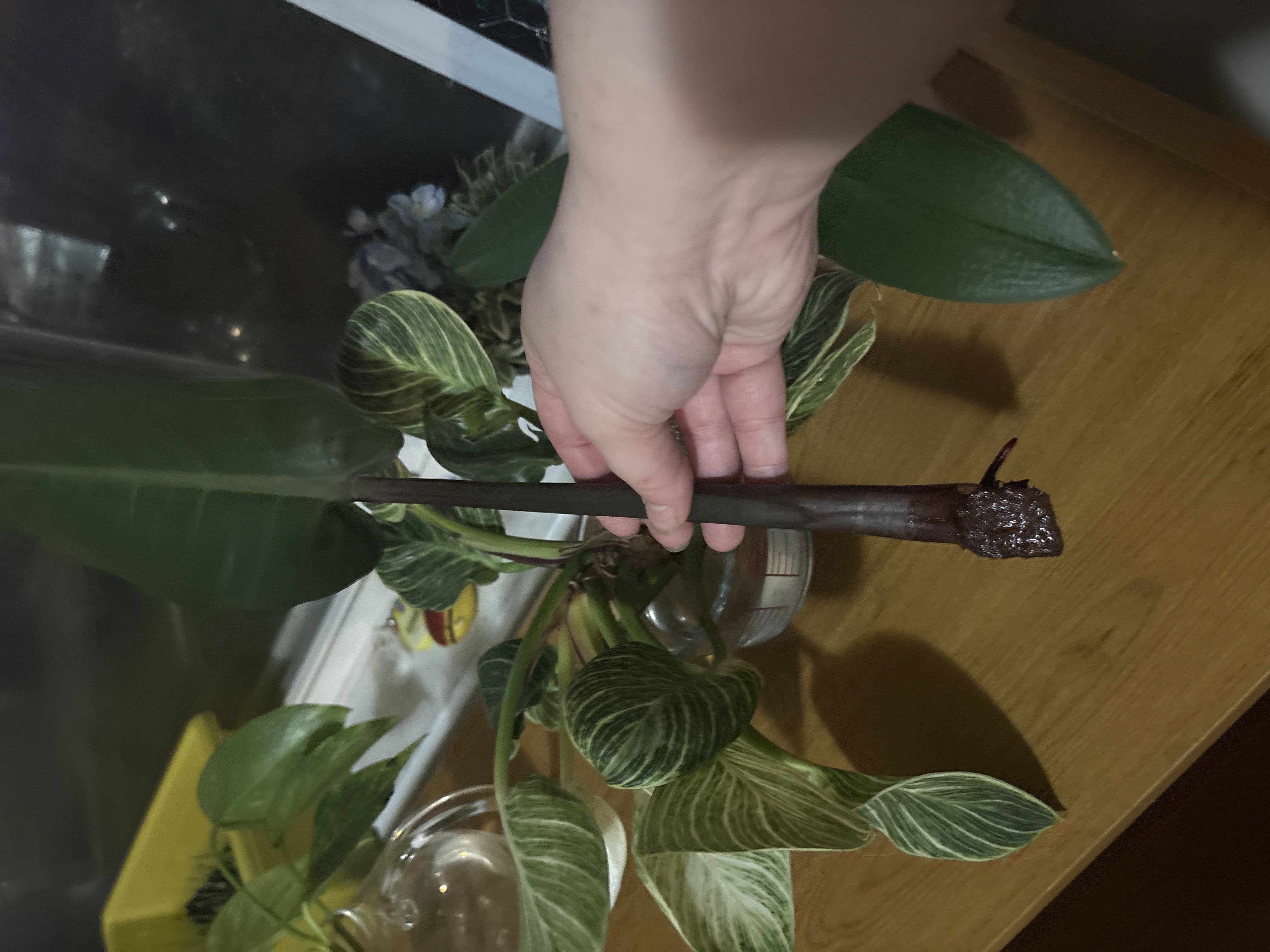 Photo from the post