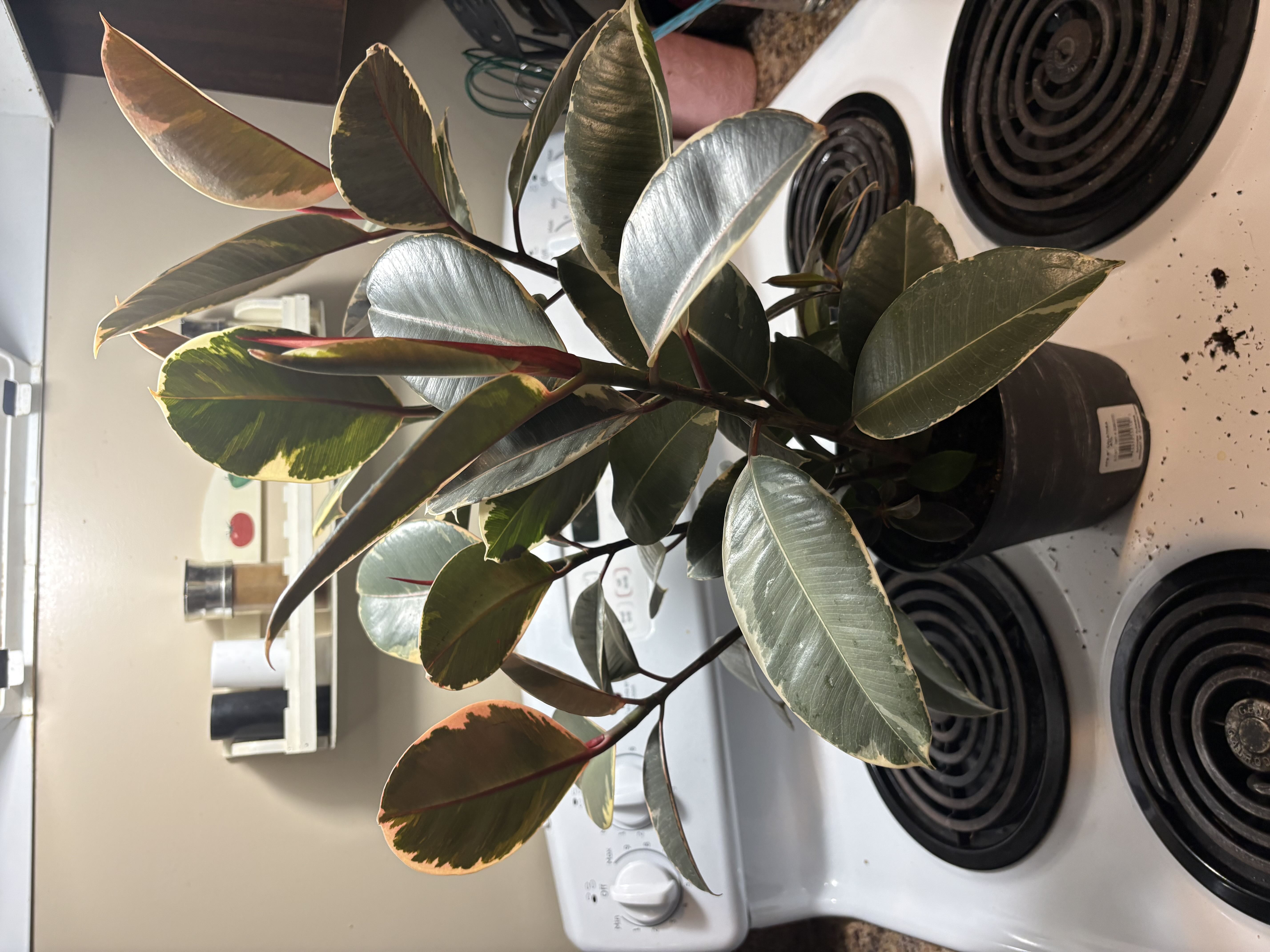 Photo from the post