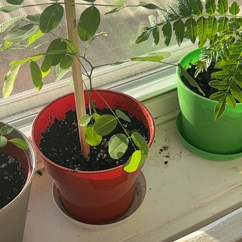 Photo of the plant species False Acacia by @SoothingCacto90 named Plantorella on Greg, the plant care app