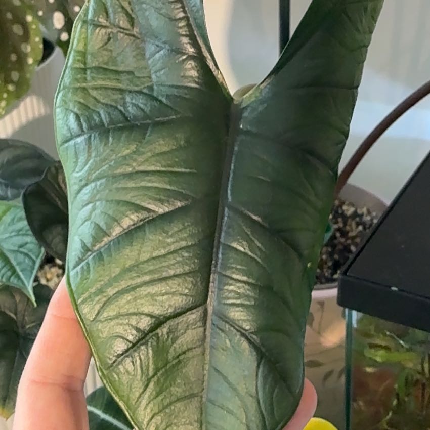 Photo of the plant species Alocasia 'Mythic Quicksilver' by @BetterRedtree84 named Madonna on Greg, the plant care app