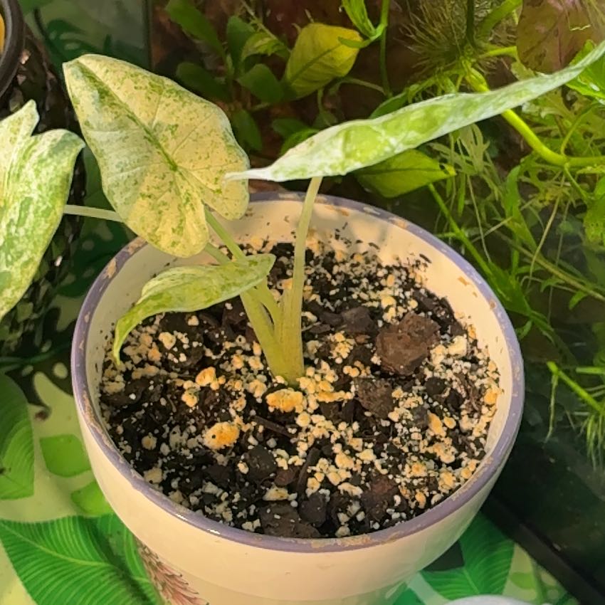 Photo of the plant species Alocasia Odora Batik Varigetated by @BetterRedtree84 named Emerson on Greg, the plant care app
