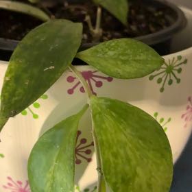 Photo of the plant species lipstick plant by @BetterRedtree84 named Diana on Greg, the plant care app