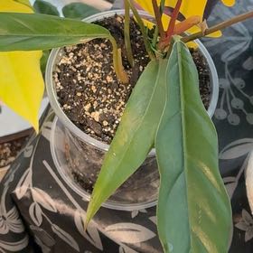 Photo of the plant species Philodendron 'Pluto' by @BetterRedtree84 named Harmony on Greg, the plant care app