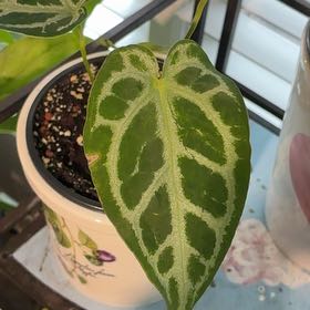 Photo of the plant species Anthurium Warocqueanum x Forgetii by @BetterRedtree84 named Kendall on Greg, the plant care app