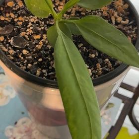 Photo of the plant species Anthurium Vittariifolium Variegated by @BetterRedtree84 named Homer on Greg, the plant care app