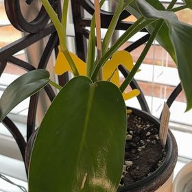 Photo of the plant species Jerry Horne Philodendron by @BetterRedtree84 named Sonora on Greg, the plant care app