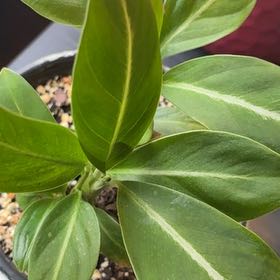 Photo of the plant species Silver Streak Peace Lily by @BetterRedtree84 named Kylie on Greg, the plant care app