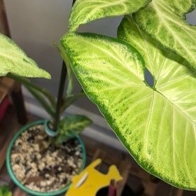 Photo of the plant species Syngonium 'Batik' by @BetterRedtree84 named Captain Plant-it on Greg, the plant care app