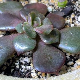 Photo of the plant species Echeveria 'Vampire Red ball' by @BetterRedtree84 named Tree Diddy on Greg, the plant care app