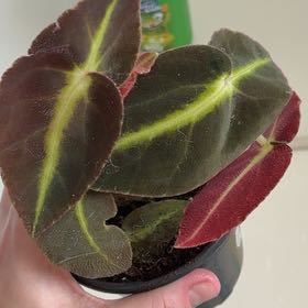 Photo of the plant species Listada Begonia by @BetterRedtree84 named Tolkien on Greg, the plant care app