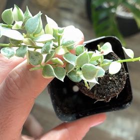 Photo of the plant species Million hearts by @BetterRedtree84 named Rosa on Greg, the plant care app