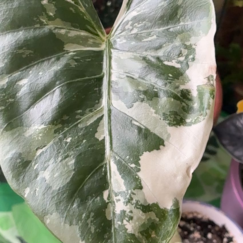 Photo of the plant species Alocasia Frydek Variegated by @BetterRedtree84 named Plato on Greg, the plant care app