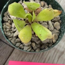 Photo of the plant species Dewey Rosette Butterwort by @BetterRedtree84 named Denali on Greg, the plant care app