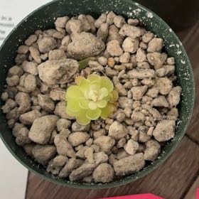 Photo of the plant species Mexican Butterwort by @BetterRedtree84 named Khaleesi on Greg, the plant care app