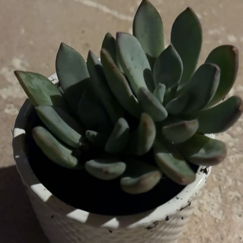 Photo of the plant species Pachyveria 'blue quartz' by @BusyOgresears67 named Zion on Greg, the plant care app