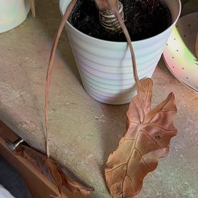Photo of the plant species Elephant Ear by @chuusouul named Moody on Greg, the plant care app