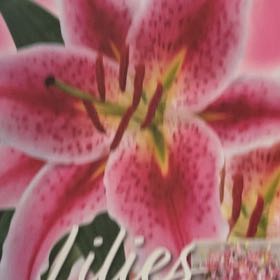Photo of the plant species Western Red Lily by @AvidBlackgem98 named Huckleberry Fern on Greg, the plant care app