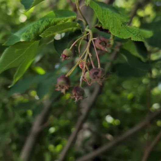 Photo of the plant species Bird Cherry by @TopnotchRadish named da Vinci on Greg, the plant care app