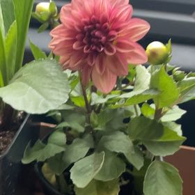 Photo of the plant species Dahlia 'Hypnotica Bronze' by @StarDogfennel76 named Leaf Erickson on Greg, the plant care app