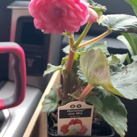 Photo of the plant species Begonia Nonstop® Pink by @StarDogfennel76 named Sproutacus on Greg, the plant care app