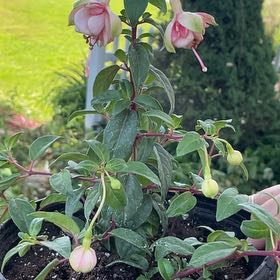 Photo of the plant species Fuchsia 'Southgate' by @StarDogfennel76 named Orwell on Greg, the plant care app