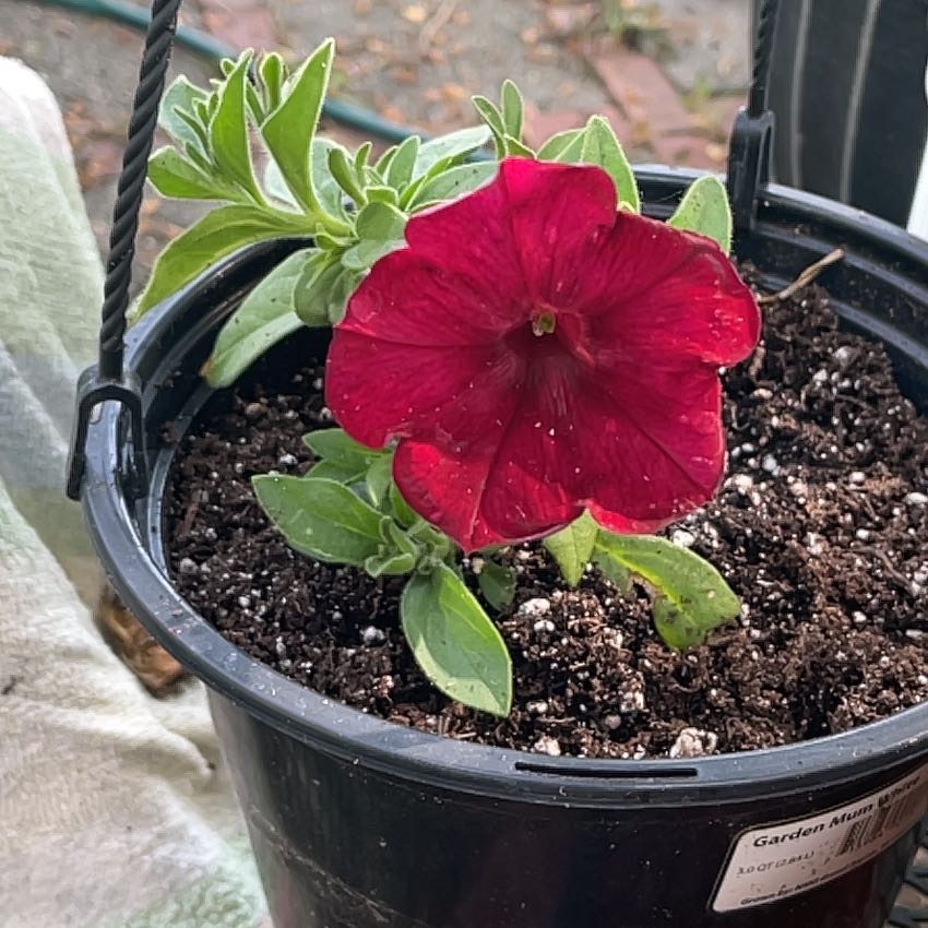 Photo of the plant species Large Red Petunia by @StarDogfennel76 named James Dean on Greg, the plant care app