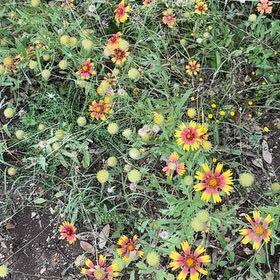 Photo of the plant species Indian Blanket by @YesJubaea54 named Terra on Greg, the plant care app