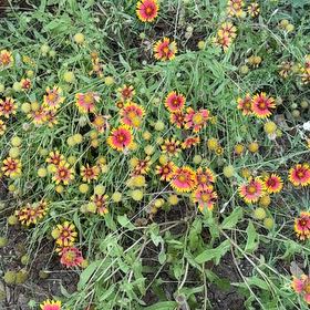 Photo of the plant species Indian Blanket by @YesJubaea54 named Shakira on Greg, the plant care app
