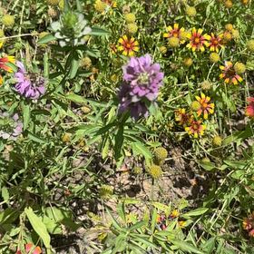 Photo of the plant species Lemon Bergamot by @YesJubaea54 named Harry on Greg, the plant care app