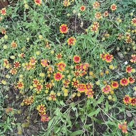 Photo of the plant species Indian Blanket by @YesJubaea54 named Hemingway on Greg, the plant care app