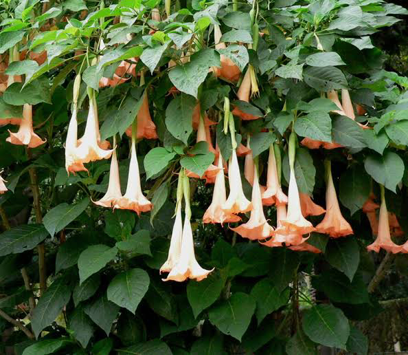 Photo of the plant species Angel's Trumpet by @YesJubaea54 named Tree Diddy on Greg, the plant care app