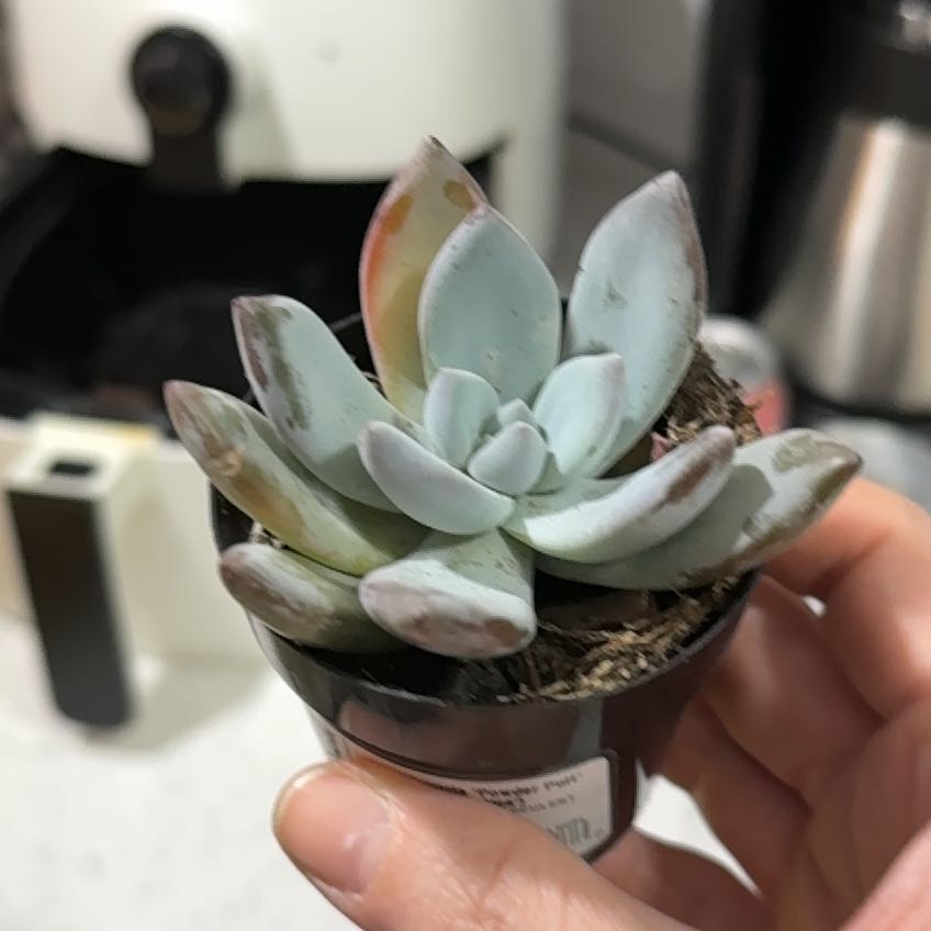 Photo of the plant species Pachyveria 'Powder Puff' by @CrispSnowdrop50 named Fred on Greg, the plant care app