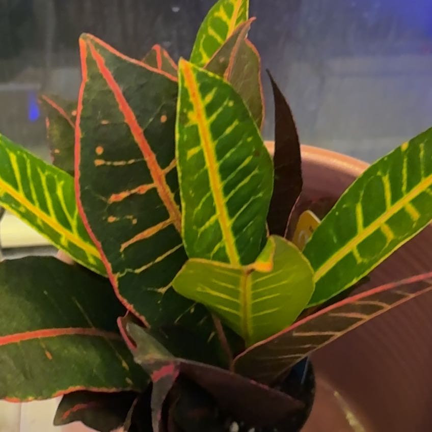 Photo of the plant species Batik Croton by @CrispSnowdrop50 named Balki on Greg, the plant care app