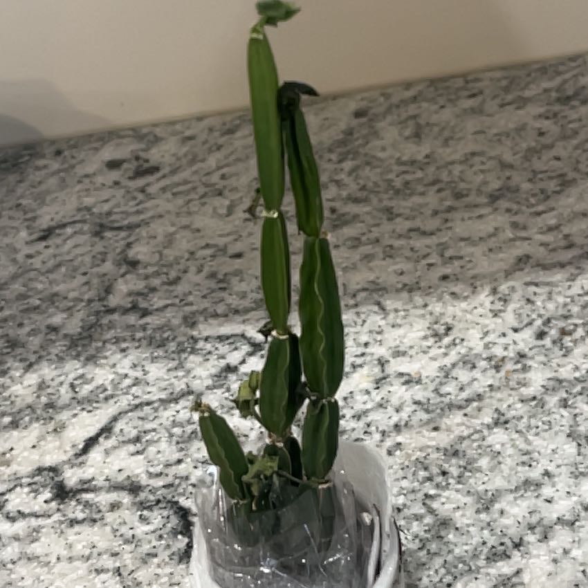 Photo of the plant species Adamant Creeper by @StarAnise86 named da Vinci on Greg, the plant care app