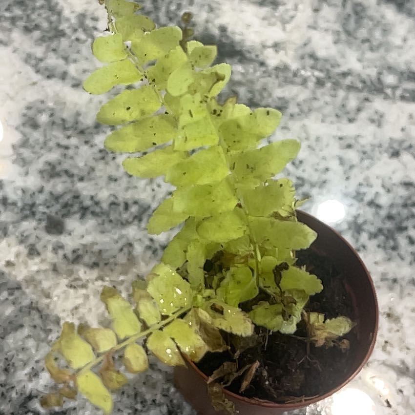 Photo of the plant species Christmas Fern by @StarAnise86 named Pax on Greg, the plant care app